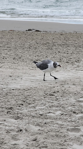 Park «Fox Park», reviews and photos, Ocean Ave, Wildwood, NJ 08260, USA