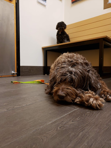 Animal Hospital of Signal Mountain