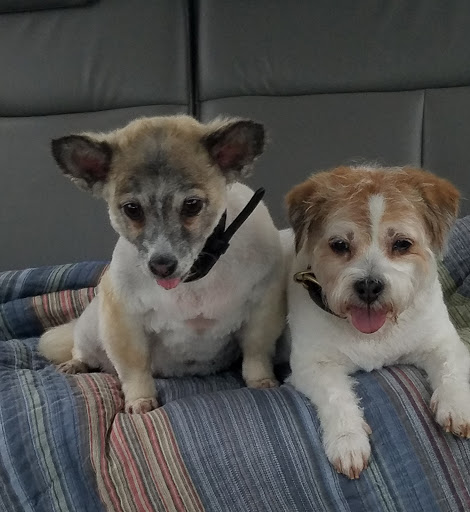 Pet Supply Store «PetSmart», reviews and photos, 1112 Town Square Rd, Pottstown, PA 19465, USA