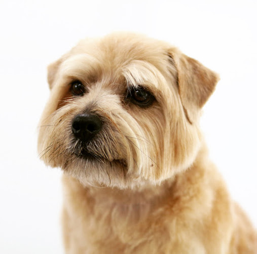 Reviews of Dogs Delight Grooming Salon, Chiswick, West London in London - Dog trainer