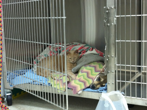 Fossil Ridge Animal Hospital image