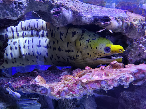 Pet Store «Moby Dick Pet Store Inc», reviews and photos, 3700 Sashabaw Rd, Waterford Twp, MI 48329, USA