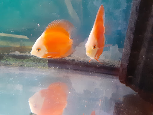 Pet Supply Store «Milwaukee Aquatics», reviews and photos, 3946 S Howell Ave, Milwaukee, WI 53207, USA