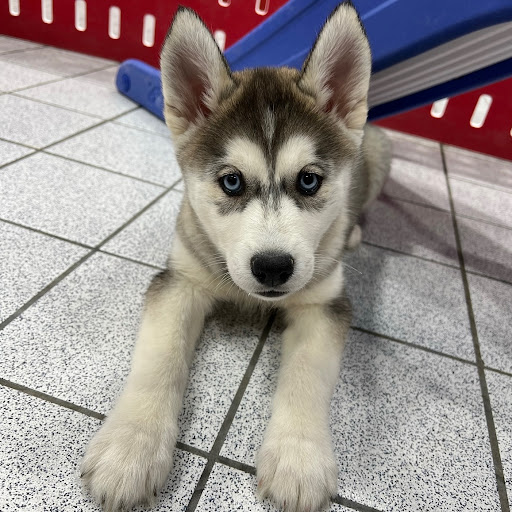Pet Store «The Family Puppy of Oakland Mall», reviews and photos, 528 W 14 Mile Rd, Troy, MI 48083, USA