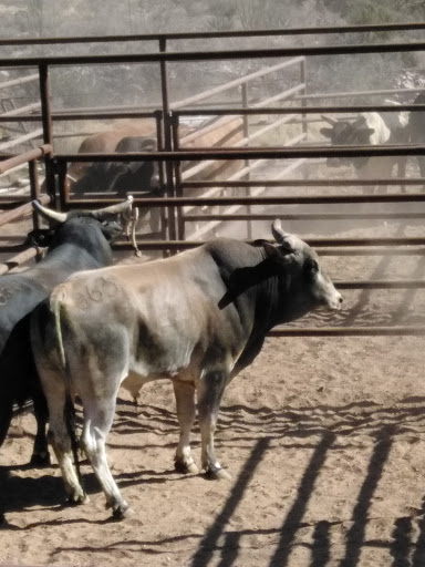 Theme Park «Old Tombstone Wild West Theme Park», reviews and photos, 339 S 4th St, Tombstone, AZ 85638, USA