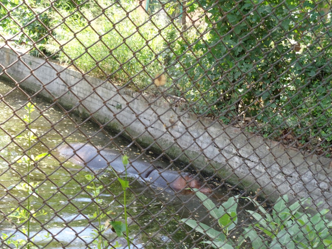 Hippo