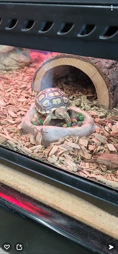 Pet Supply Store «Paw Shoppe Pet Center», reviews and photos, 6416 E Spring St, Long Beach, CA 90815, USA