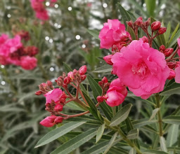 Plaza Estrella photo