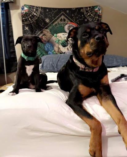 Mur-len Animal Clinic image