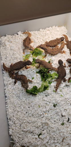 Reptile Store «Cleveland Reptile Show», reviews and photos, 17250 Hummel Rd, Brook Park, OH 44142, USA