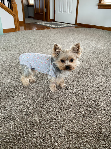 Capitol Illini Veterinary Services - Springfield