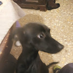 Photo n°1 de l'avis de Gilberto.o fait le 30/04/2022 à 09:05 sur le  Rusticotto - Ben Pan Di Benedetto Tofani à Rome