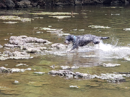 Dog Park «Murfreesboro Bark Park», reviews and photos, 1540 W College St, Murfreesboro, TN 37130, USA