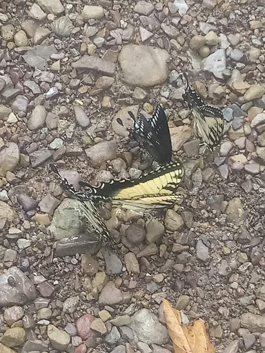 Pet Store «Southside Pet Shop», reviews and photos, 7031 Southside Dr, Louisville, KY 40214, USA