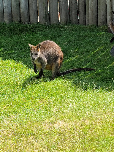 Zoo «Cougar Mountain Zoo», reviews and photos, 19525 SE 54th St, Issaquah, WA 98027, USA