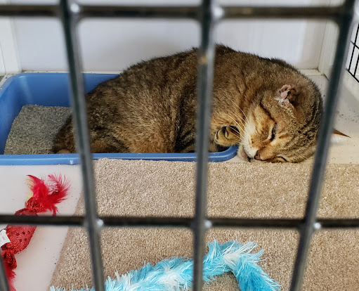 Pet Supply Store «Pet Supplies Plus», reviews and photos, 1258 Northlake Blvd, Lake Park, FL 33403, USA