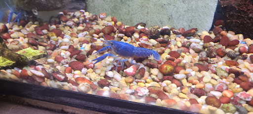 Pet Store «Critter Pet Shop», reviews and photos, 19309 Ecorse Rd, Allen Park, MI 48101, USA