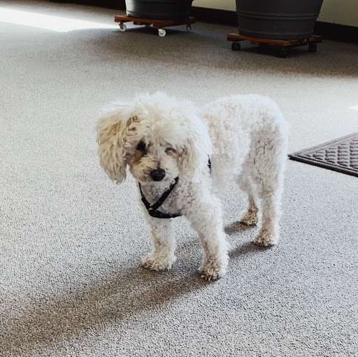 Insurance Agency «General Insurance Agency», reviews and photos