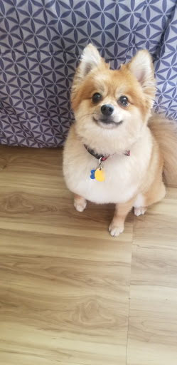 Pet Supply Store «PetSmart», reviews and photos, 11400 Financial Centre Pkwy, Little Rock, AR 72211, USA