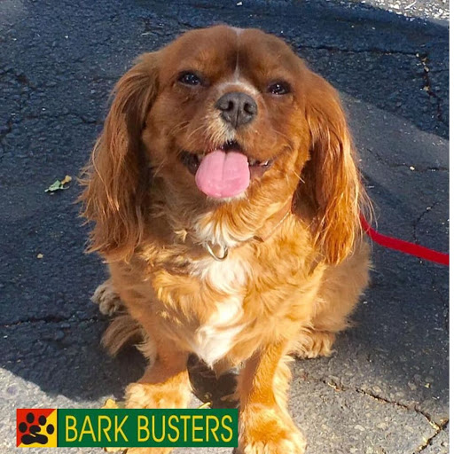 Bark Busters Home Dog Training in Dallas & Fort Worth