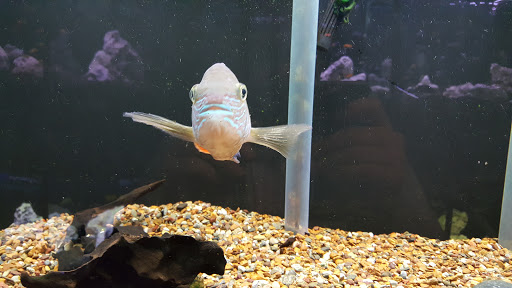 Pet Store «Pets Plus-Reptiles & Exotic», reviews and photos, 421 West Ave, Lockport, NY 14094, USA