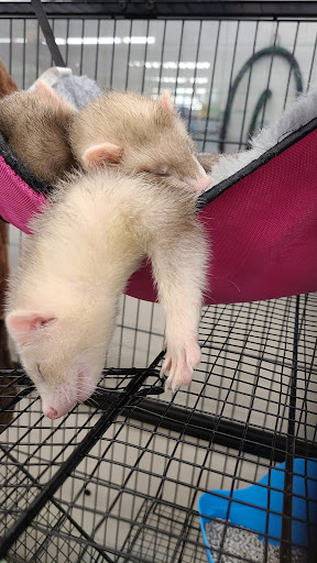 Pet Supply Store «Pet Supplies Plus», reviews and photos, 400 Lowell Ave Suite 14, Haverhill, MA 01832, USA