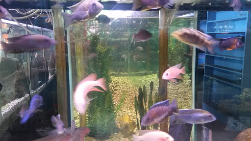 Tropical Fish Store «Golden Fish Aquariums», reviews and photos, 7145 W Colfax Ave, Lakewood, CO 80214, USA