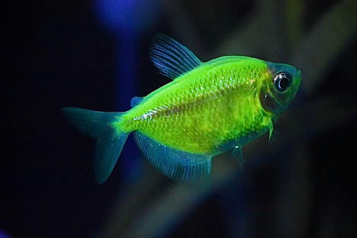 Pet Supply Store «Petco Animal Supplies», reviews and photos, 5263 Campbell Blvd, Nottingham, MD 21236, USA