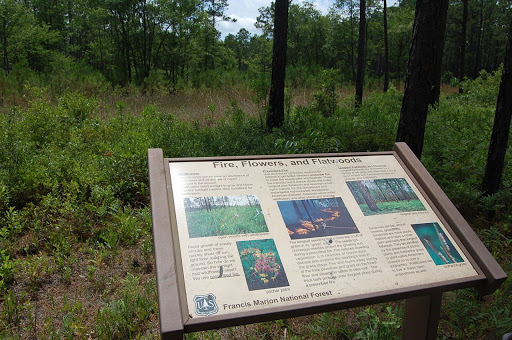 National Forest «Francis Marion National Forest», reviews and photos, 2967 Steed Creek Rd, Huger, SC 29450, USA