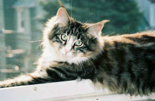 Pet Supply Store «PetSmart», reviews and photos, 1500 NJ-47, Rio Grande, NJ 08242, USA