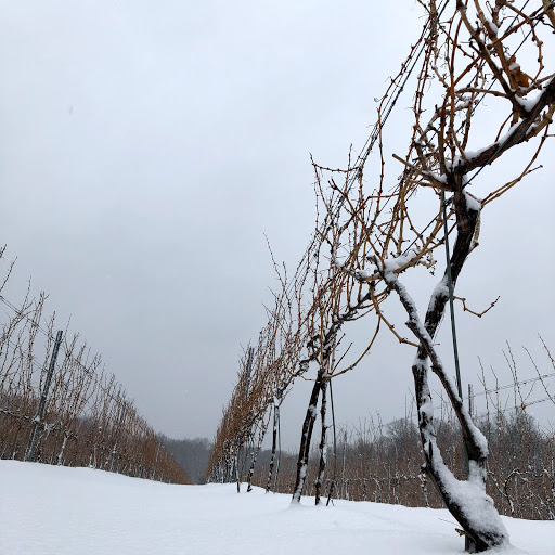 Winery «M Cellars», reviews and photos, 6193 S River Rd W, Geneva, OH 44041, USA