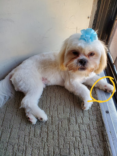 Diamond L Pet Parlor