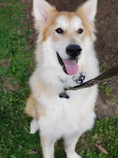 Pet Supply Store «Dog Krazy, Inc.», reviews and photos, 10681 Spotsylvania Ave, Fredericksburg, VA 22408, USA