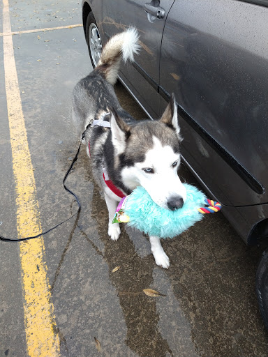 Pet Supply Store «PetSmart», reviews and photos, 2610 Eldridge Pkwy, Houston, TX 77082, USA