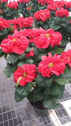 Golf Course «Fair Oaks Ranch Golf & Country Club», reviews and photos, 7900 Fair Oaks Pkwy, Fair Oaks Ranch, TX 78015, USA