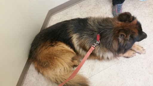 Pet Supply Store «Petco Animal Supplies», reviews and photos, 2807 Wilma Rudolph Blvd, Clarksville, TN 37040, USA