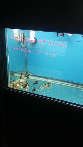 Pet Store «Aquarium Paradise», reviews and photos, 234 Washington Ave, Belleville, NJ 07109, USA