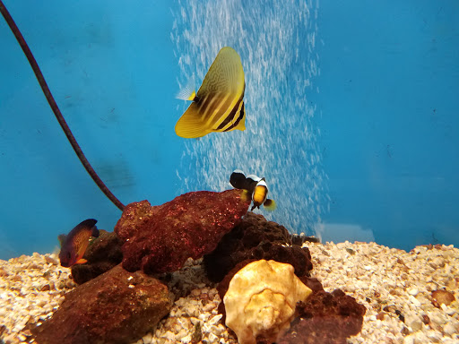 Pet Store «Pet World Warehouse Outlet», reviews and photos, 2984 S 108th St, Milwaukee, WI 53227, USA