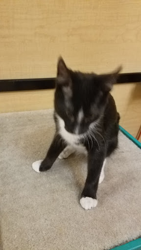 Pet Supply Store «PetSmart», reviews and photos, 3335 Cobb Pkwy NW #400, Acworth, GA 30101, USA