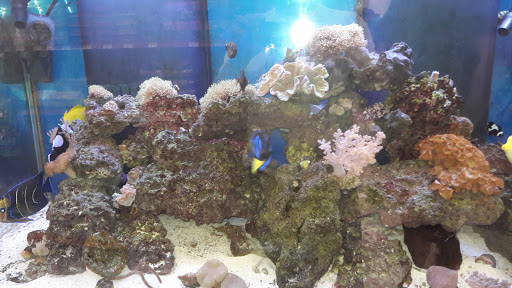 Pet Supply Store «Petco Animal Supplies», reviews and photos, 3525 W Victory Blvd, Burbank, CA 91505, USA