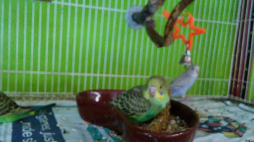 Pet Store «World Wide Pets», reviews and photos, 1307 Fayetteville Rd, Van Buren, AR 72956, USA