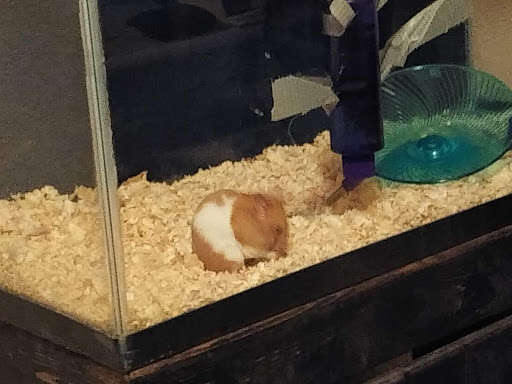 Pet Supply Store «Petco Animal Supplies», reviews and photos, 2021 Evergreen Ave, Modesto, CA 95350, USA