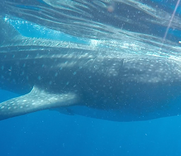 Cancun Scuba diving . Dive shop ONE by Deep Life divers photo