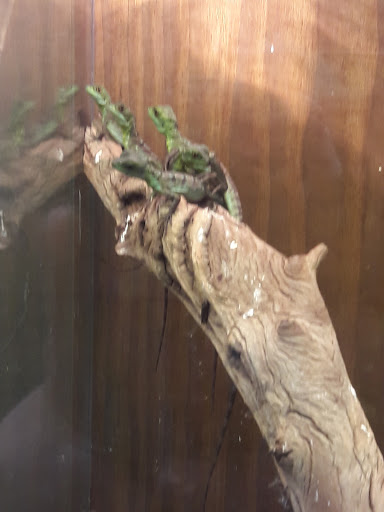 Pet Store «Lost Realms Pets», reviews and photos, 8059 N Cedar Ave, Fresno, CA 93720, USA