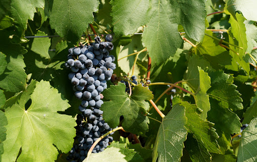 Winery «Lost Oak Winery», reviews and photos, 8101 County Rd 802, Burleson, TX 76028, USA