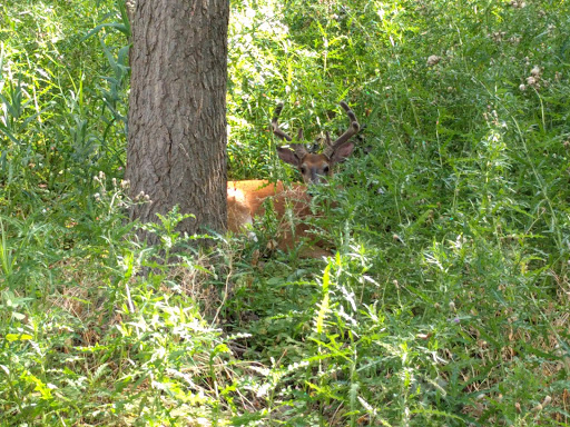 Nature Preserve «Times Beach Nature Preserve», reviews and photos, Coast Guard Station S Rd, Buffalo, NY 14203, USA