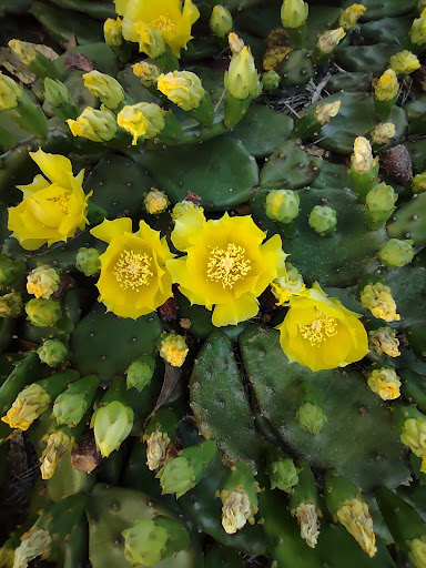 Florist «Designs North Florist & Interiors», reviews and photos, 504 E Cornwallis Dr a, Greensboro, NC 27405, USA