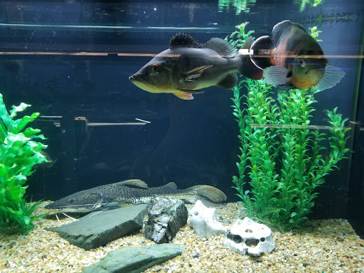 Pet Store «Fish Bowl Aquarium & Pet Mart», reviews and photos, 725 Providence St, West Warwick, RI 02893, USA