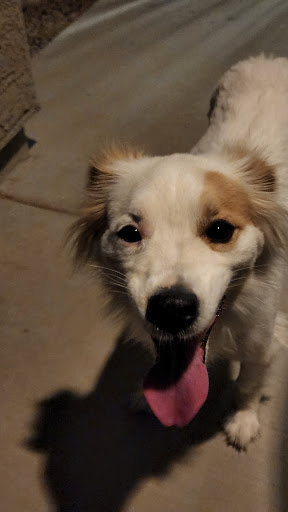 Pet Supply Store «Petco Animal Supplies», reviews and photos, 3452 W Chandler Blvd, Chandler, AZ 85226, USA