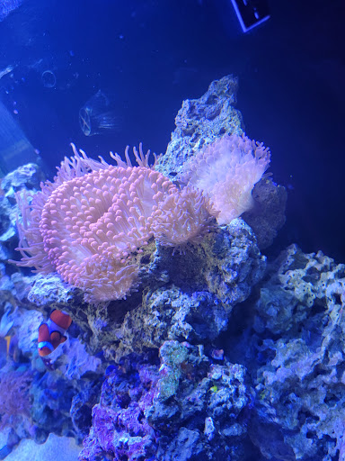 Tropical Fish Store «Saltwater Paradise», reviews and photos, 1313 W Airport Fwy, Irving, TX 75062, USA